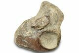 Fossil Mosasaur Vertebra - Texas #320966-1